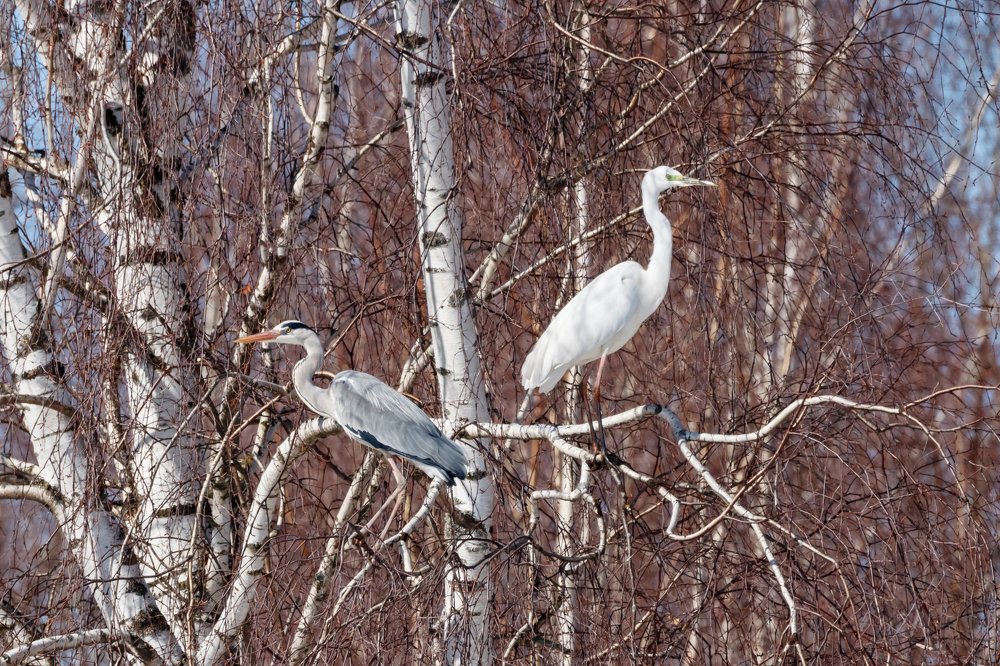 Photograph by Антон Мироненко-Маренков