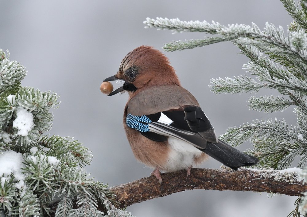 Зимой желуди в цене.