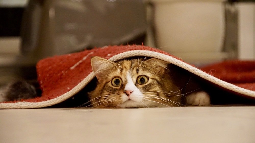 cat Nala