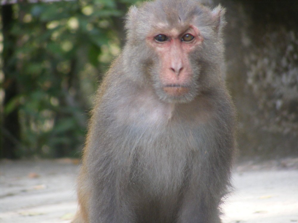 Photograph by Md. Sazzadur Rahman Sihab