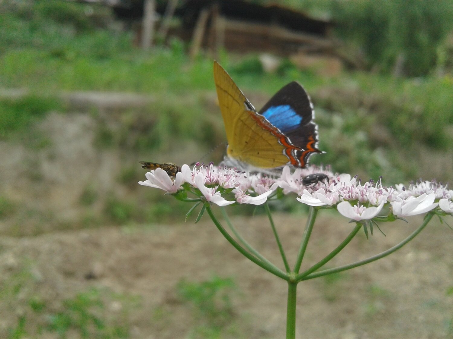 Photo #4263799