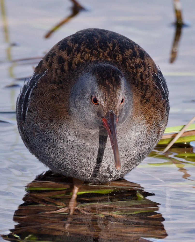 Water rail (Rallus aquaticus)