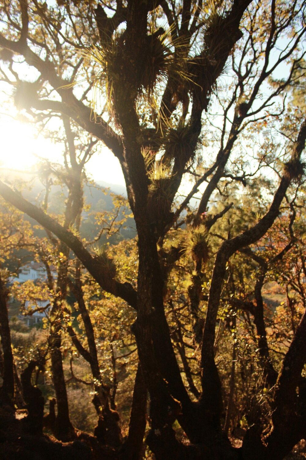 Photo #4264270
