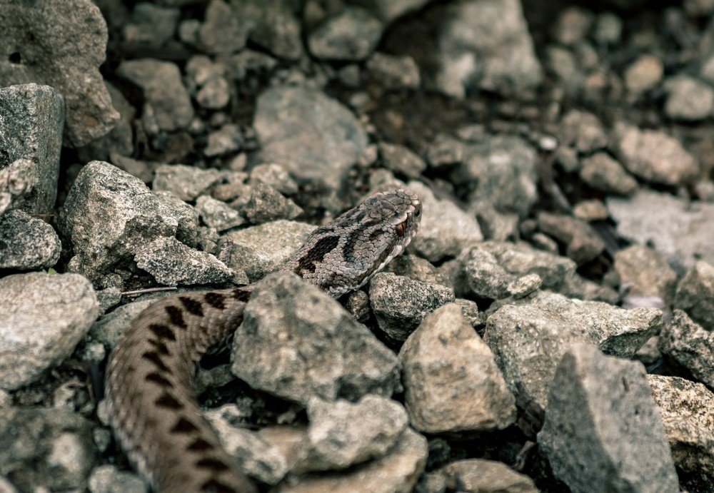 Сахалинская гадюка