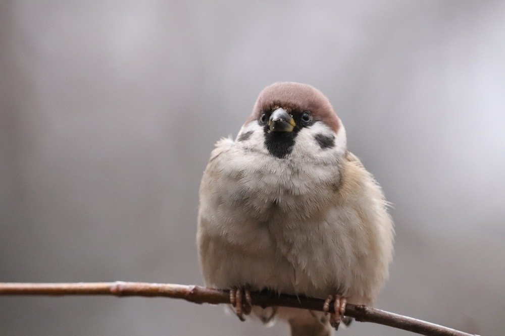 Что за зима в Москве нынче такая?