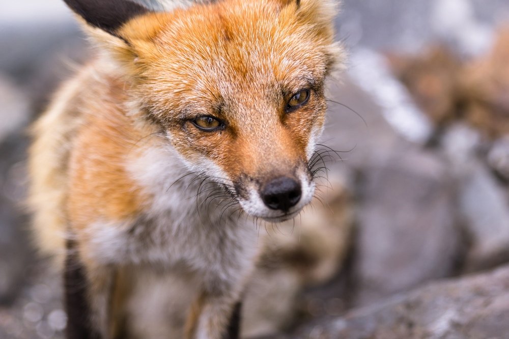 Хранитель мыса Евстафия