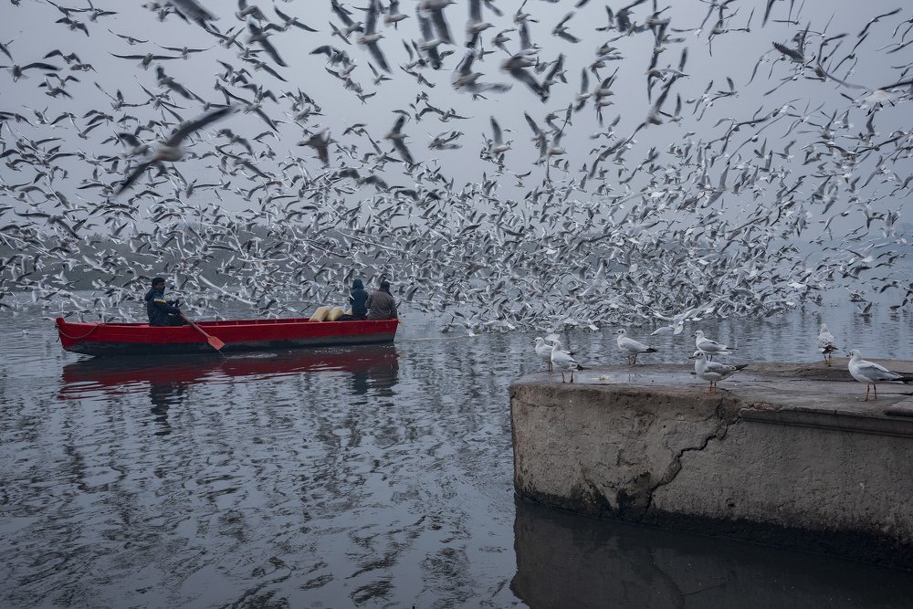 Enjoy of Siberian Birds