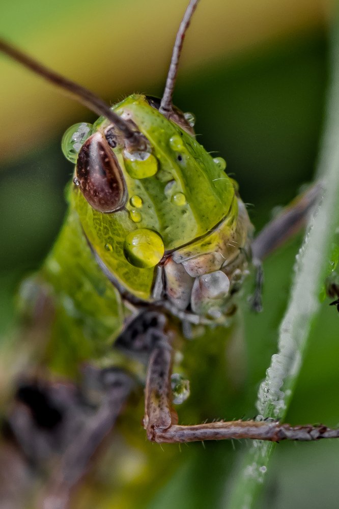Зелёная разведка