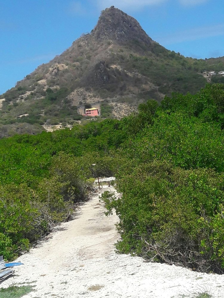 Mount and Mangroves