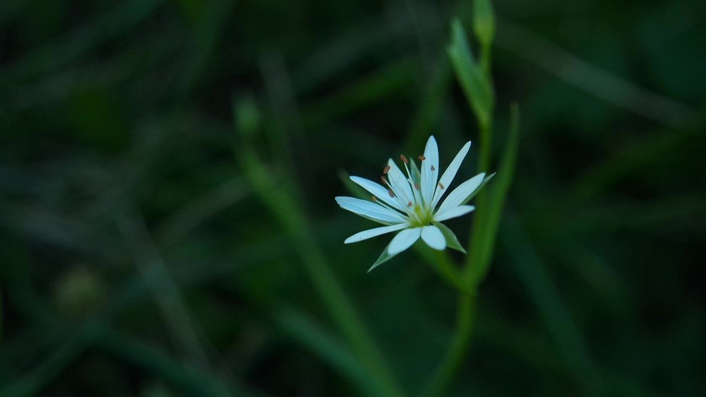 Photograph by Элла Якушова