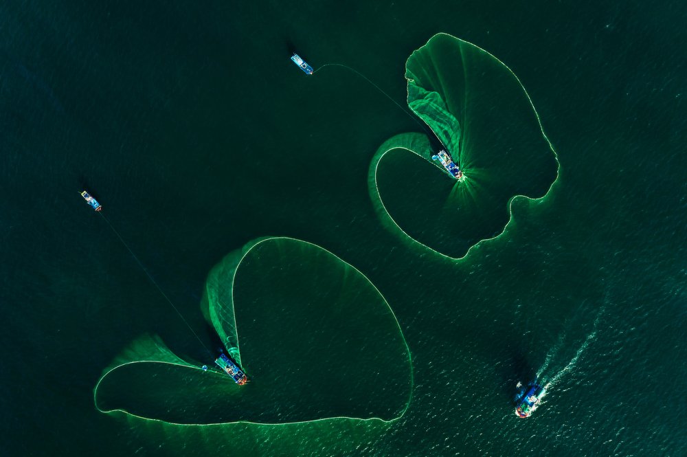 Catch anchovies in Vietnam