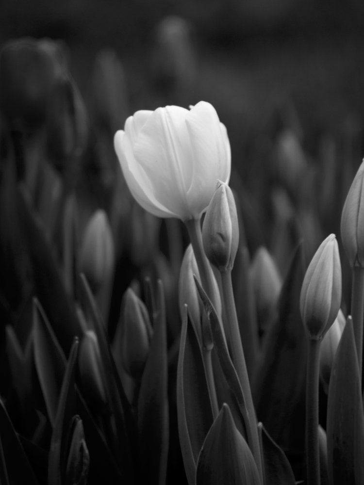 Photograph by Abdolreza Aleagha