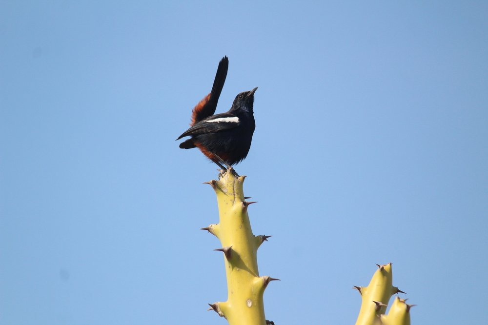 Photograph by Sharad vadoliya