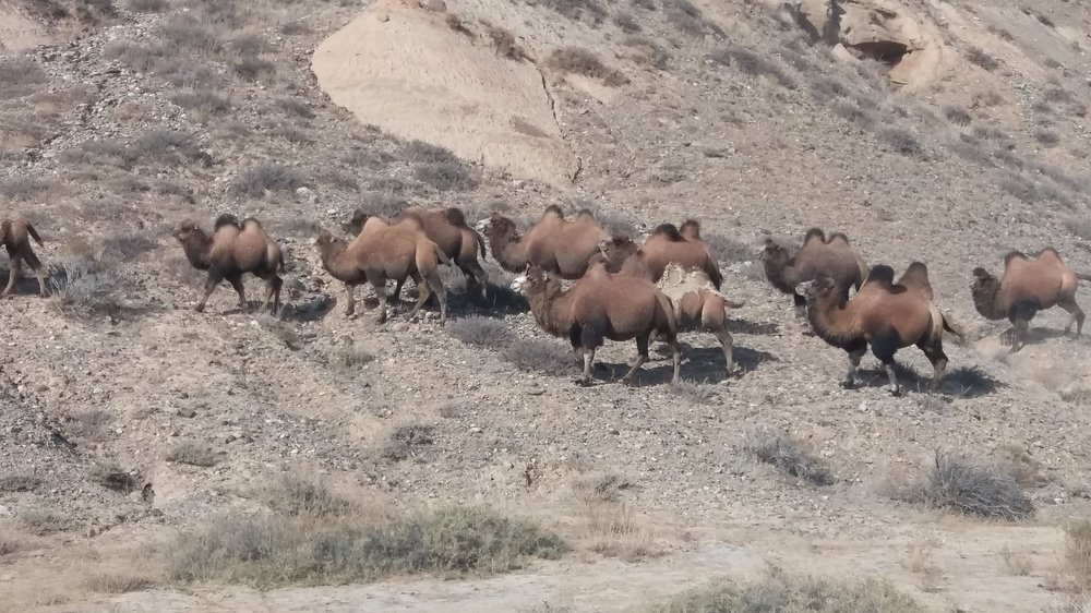 Photograph by Nazgul Usupbekova