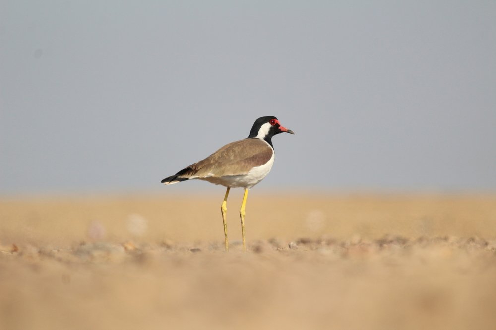 Red wattled lapwing