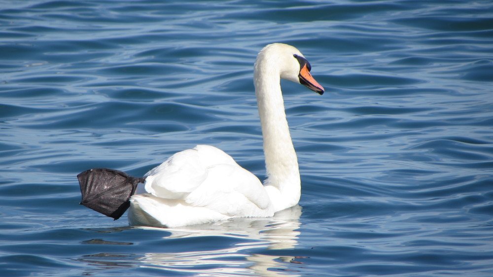 Лебедь: сушим вёсла