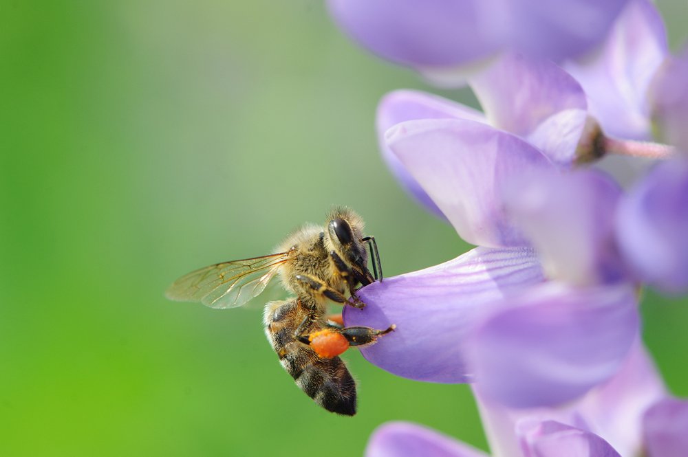 Photograph by Карина Воробьева