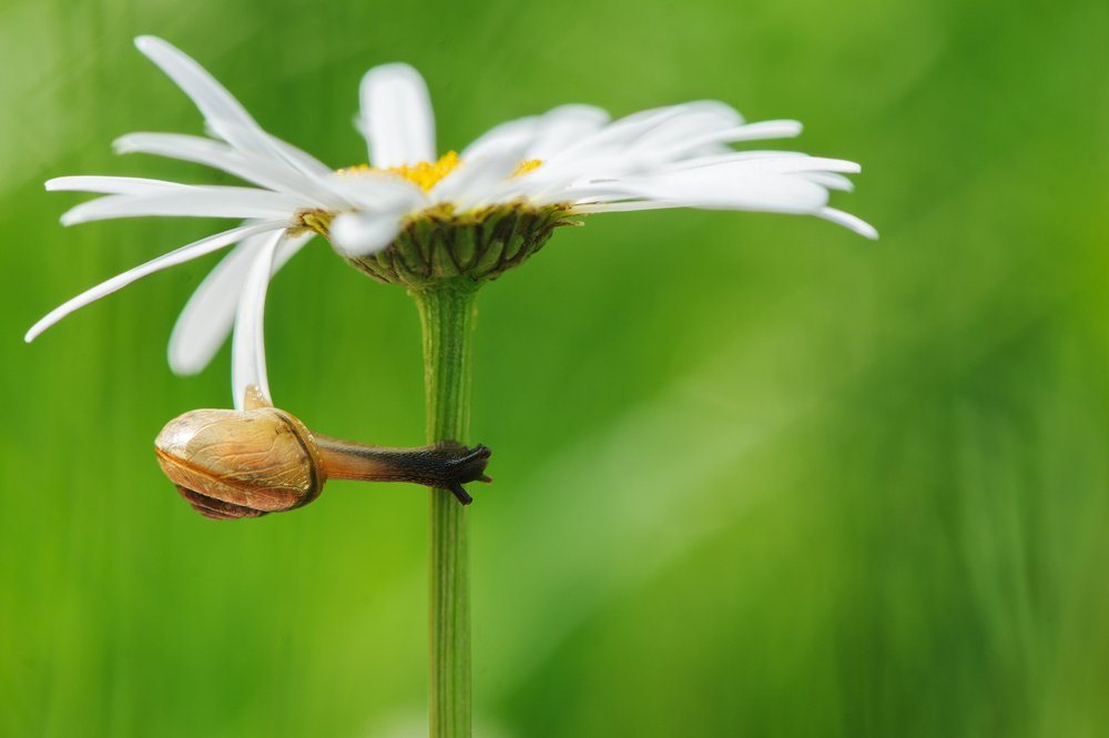 Photograph by Карина Воробьева