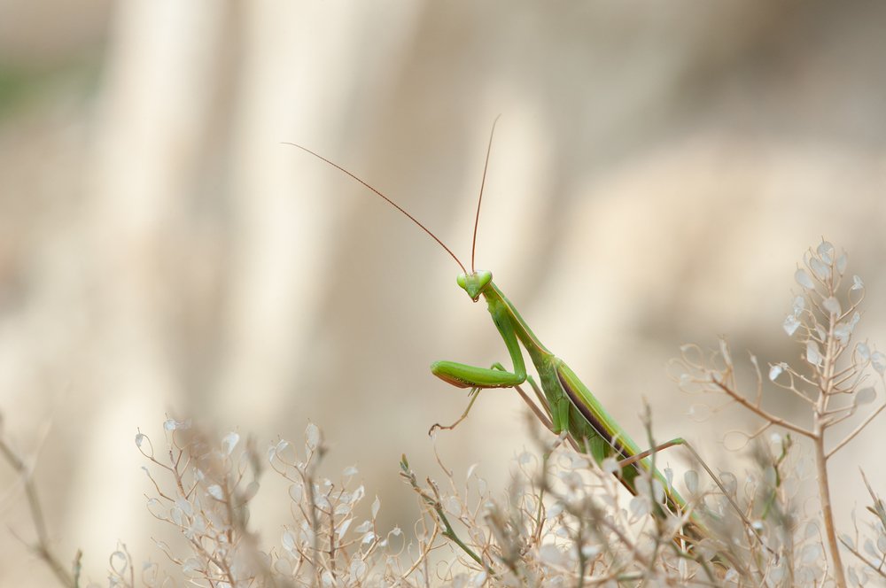 Photograph by Карина Воробьева
