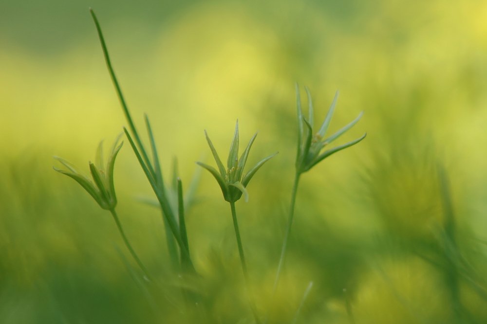 Photograph by Светлана Ульянова