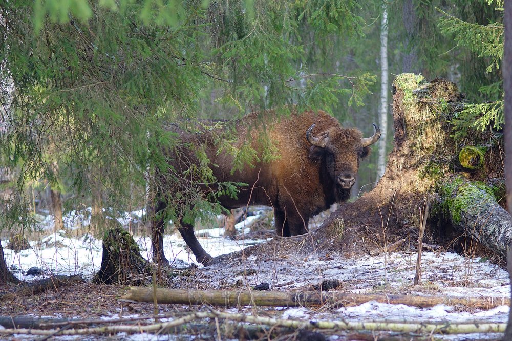 Photograph by Светлана Ульянова