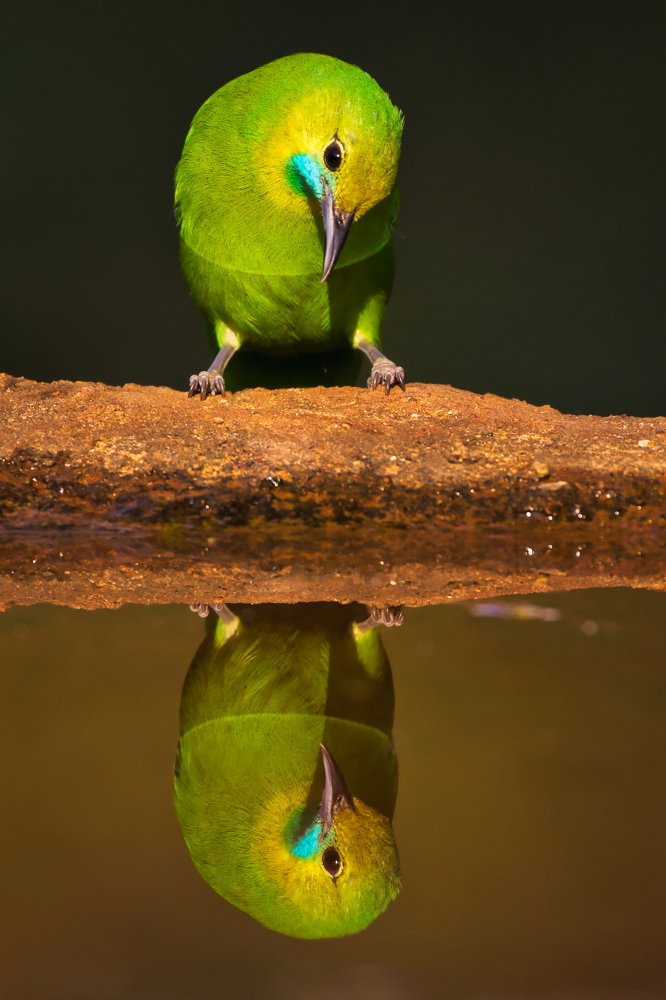 Nature Admiring its own beauty