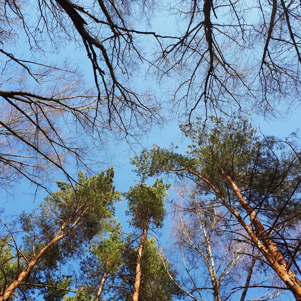 Photo #4265917