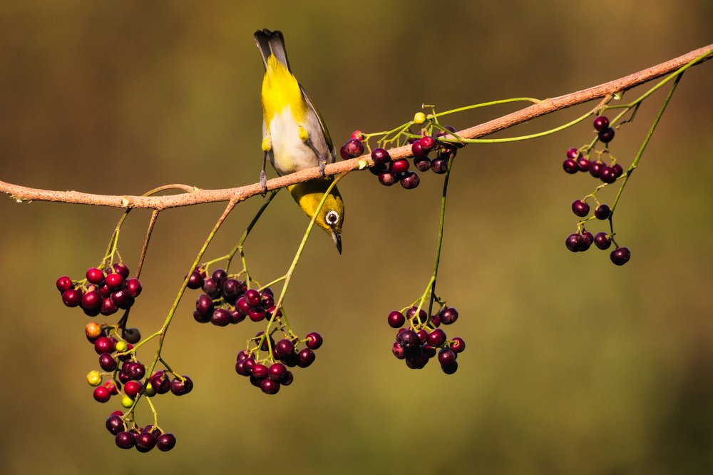 Berries are my favorite