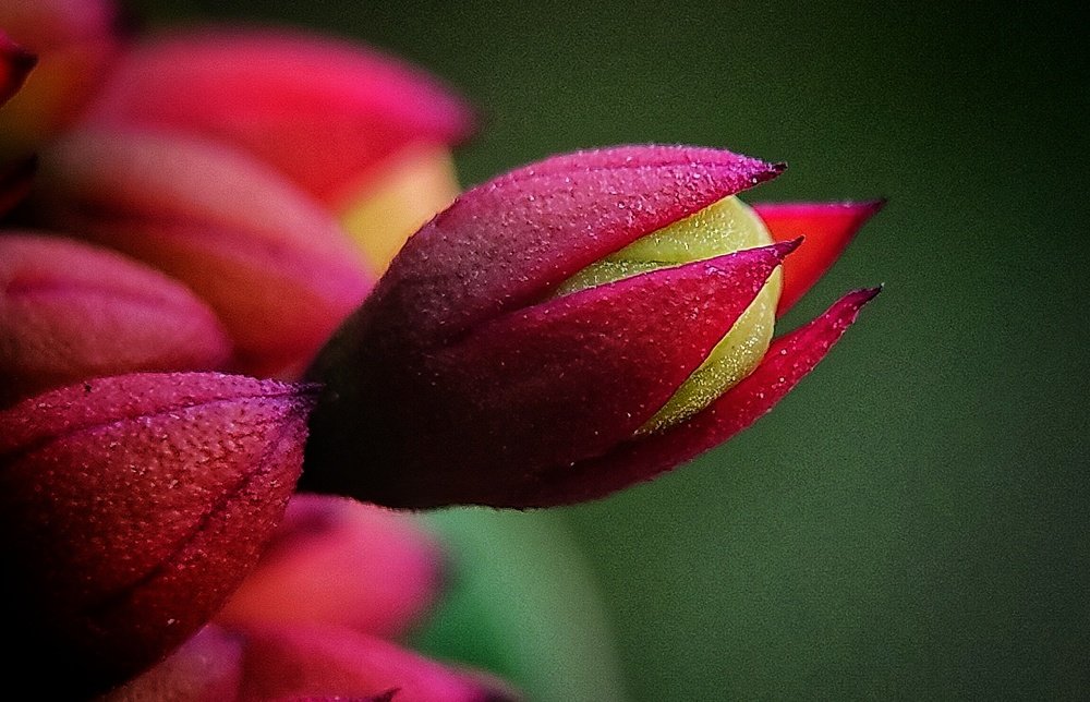 Photograph by SUBRAT NATH