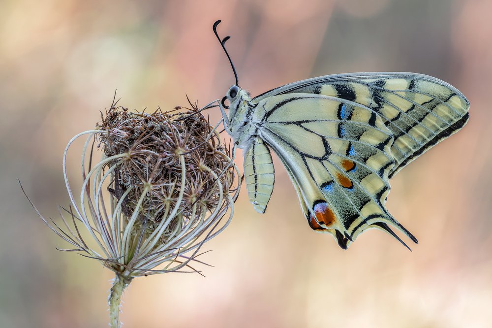 Papilio machaon