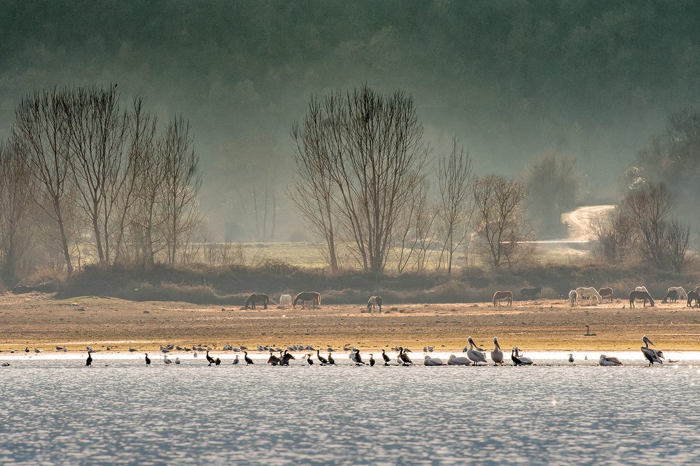 Photograph by Massimo Tamajo