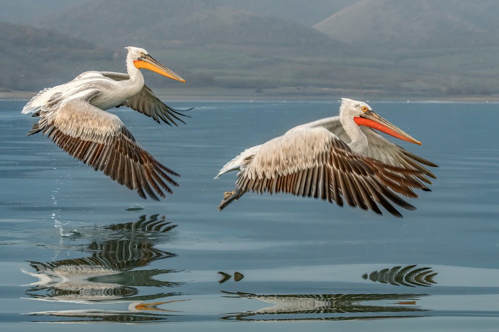 Photograph by Massimo Tamajo