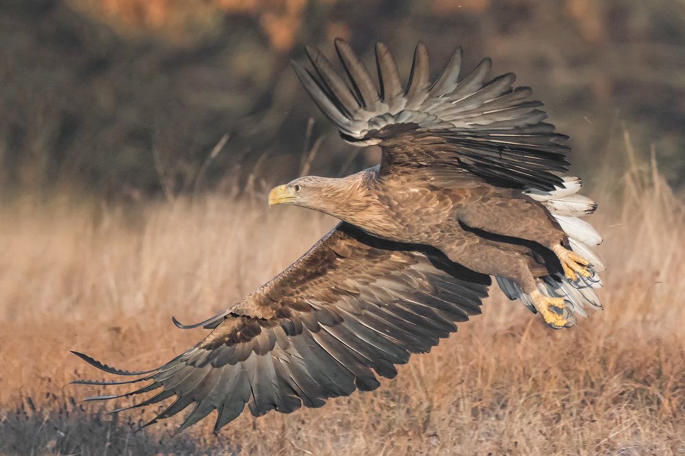 Photograph by Massimo Tamajo