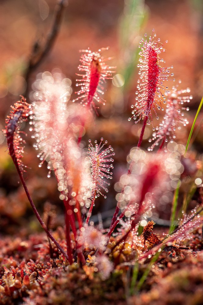 утро Английских Росянок в Карелии