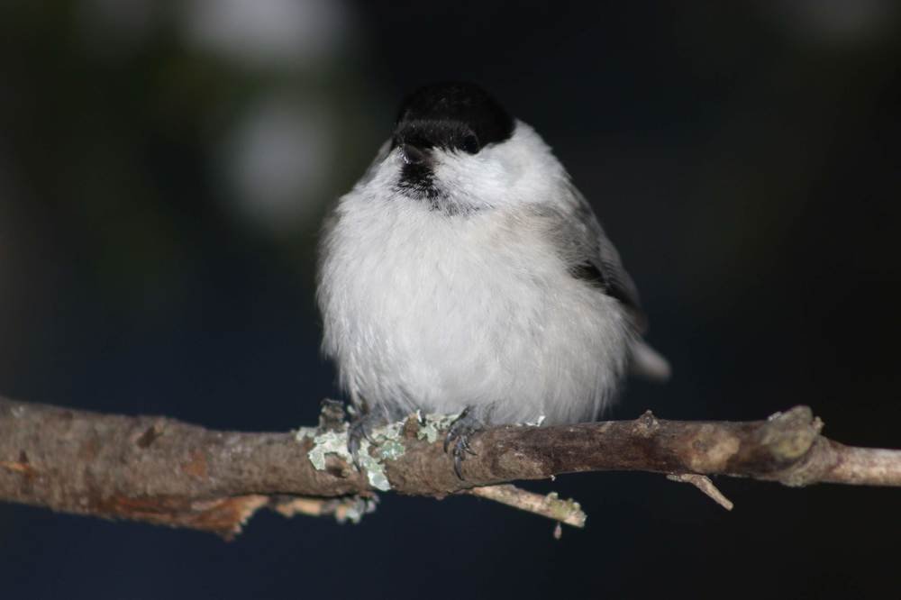 Буроголовая гаичка
