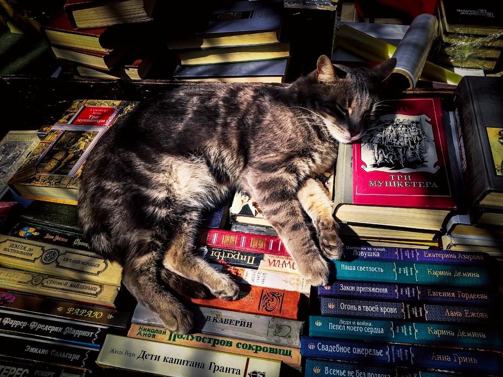 ...Кот ученый...Отдых после прогулок вокруг дуба