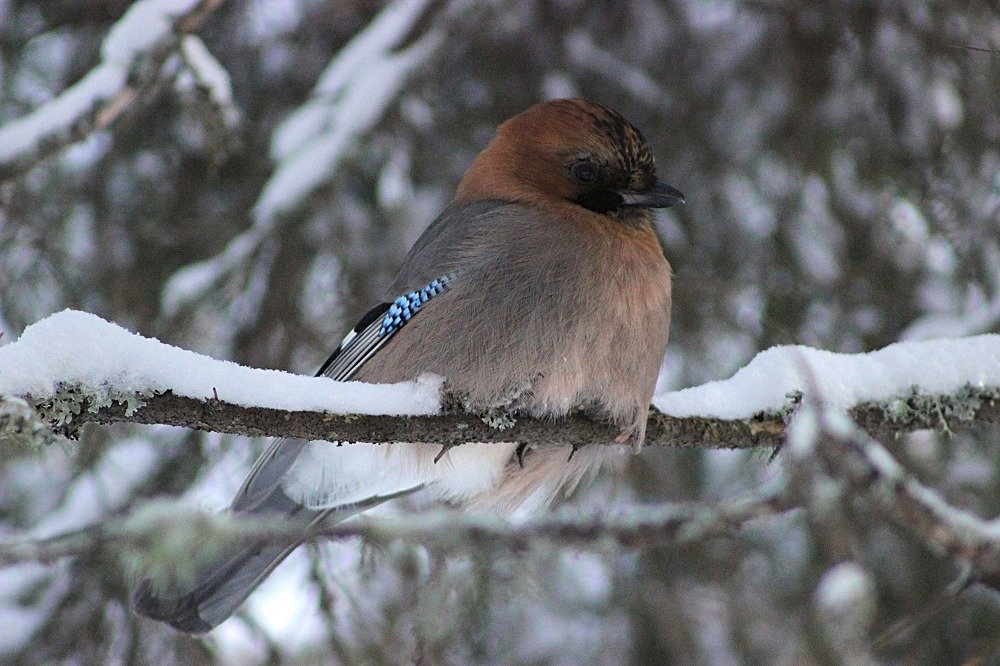 Сойка обыкновенная