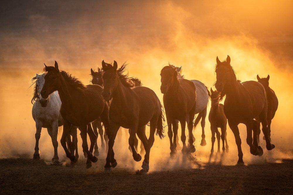 Cappadocia Horses
