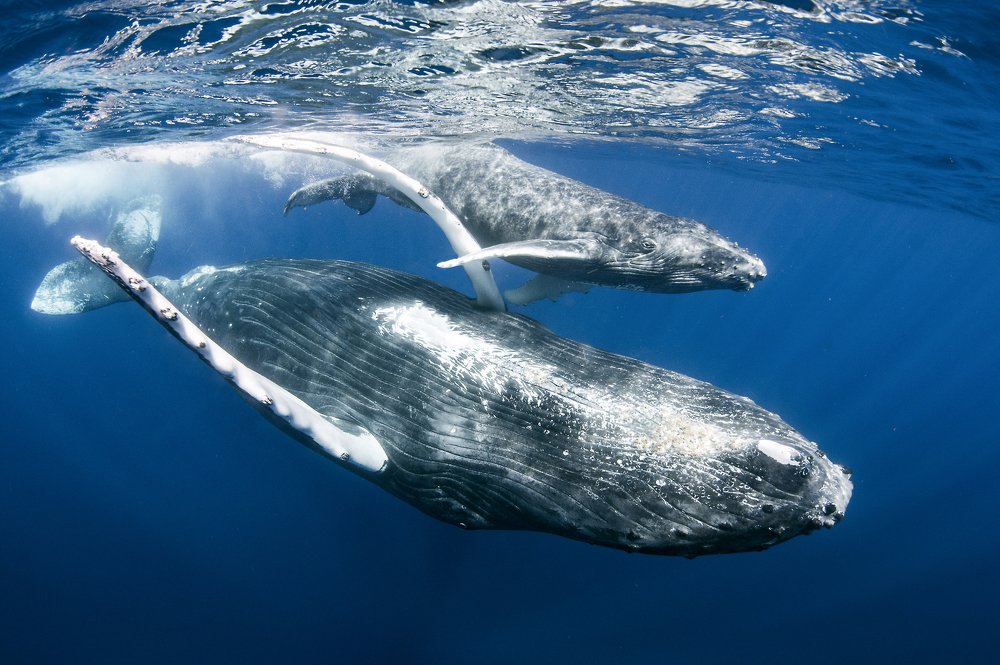 Photograph by Cedric Peneau