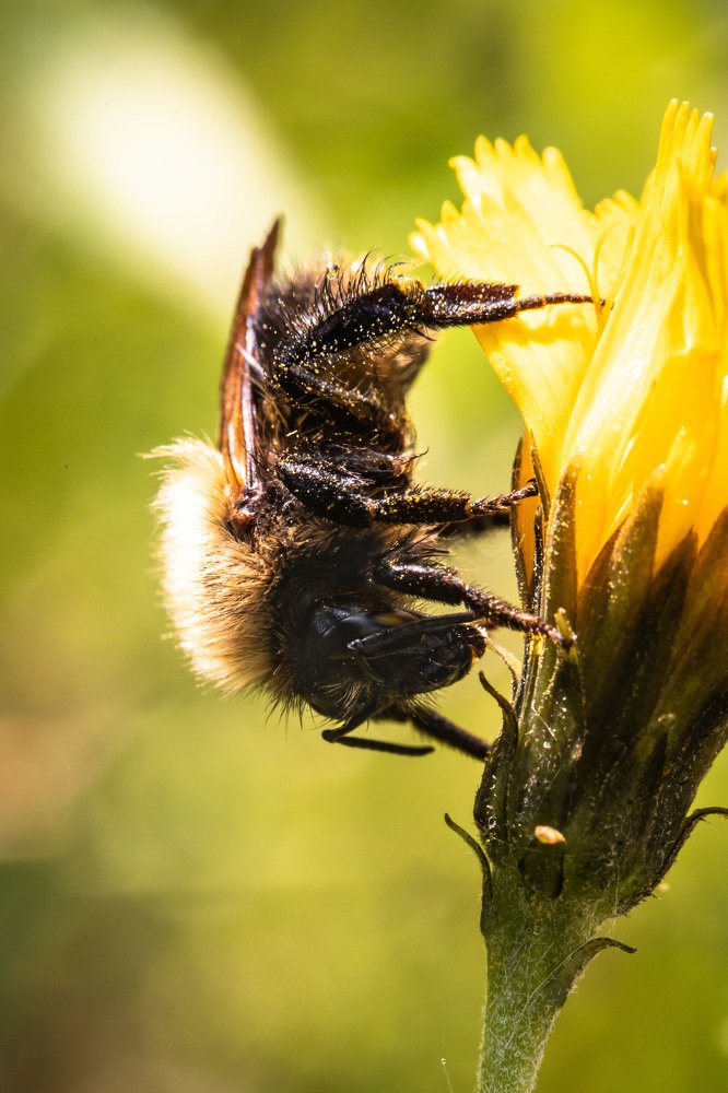Рассветный труженик