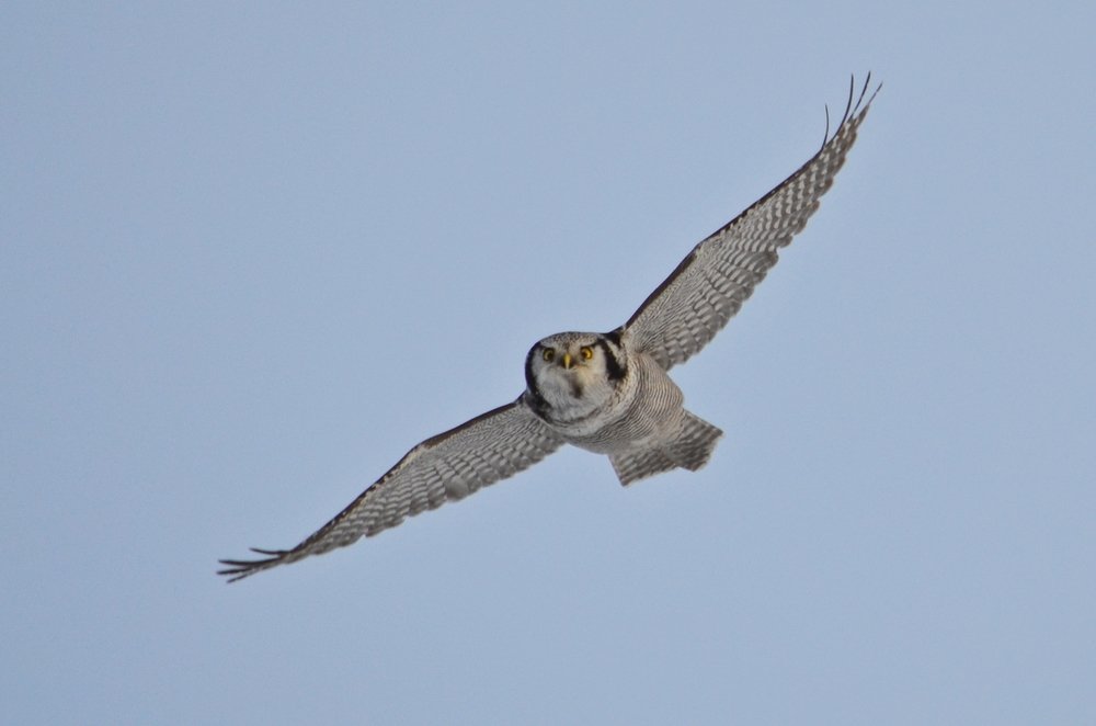 Northern Hawk Owl