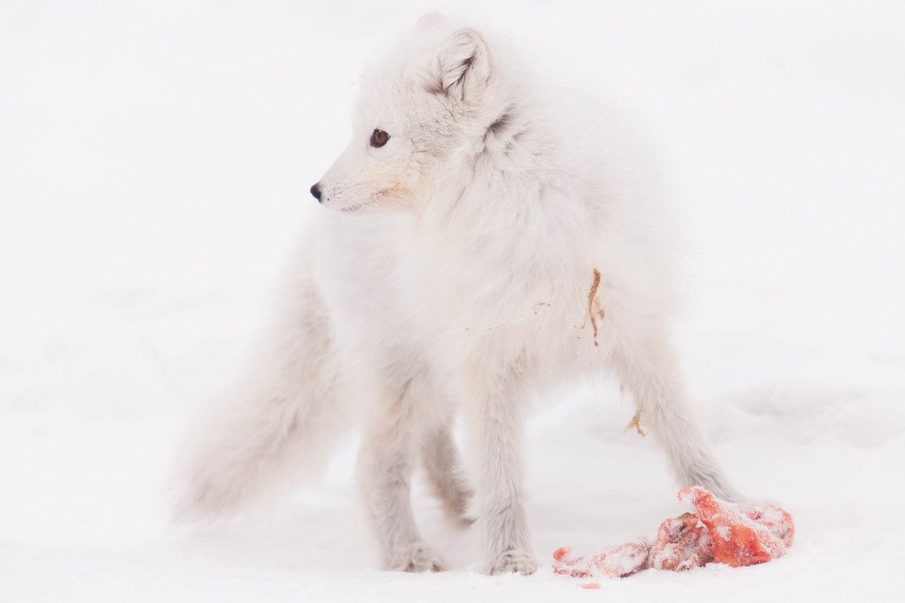 Polar fox