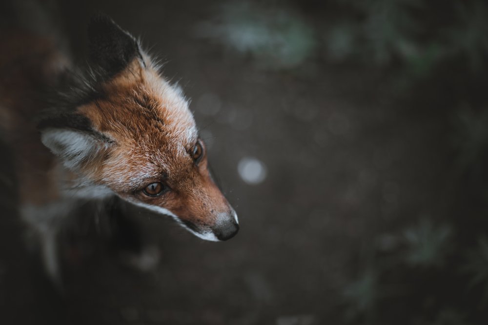 Photograph by Леонид Игнатов