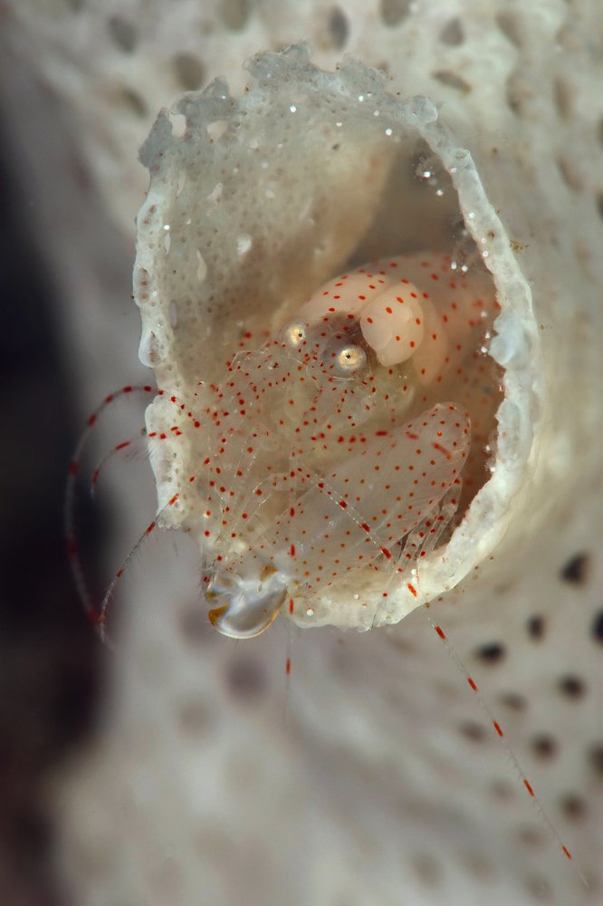 Photograph by Oksana Maksymova