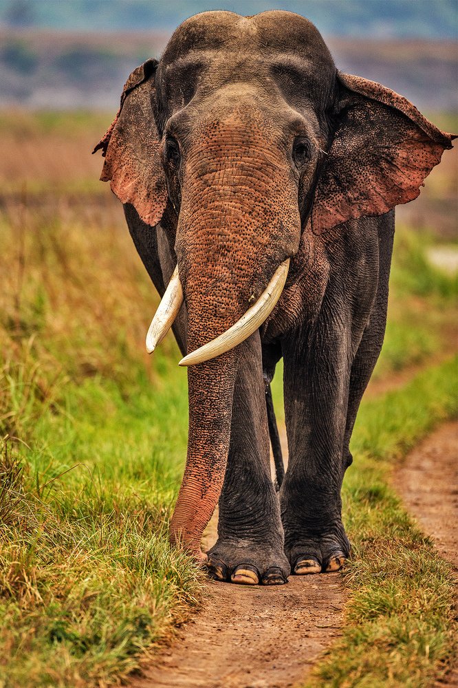 Up, close and personal