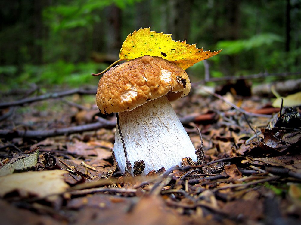 Photograph by Константин Юрченко