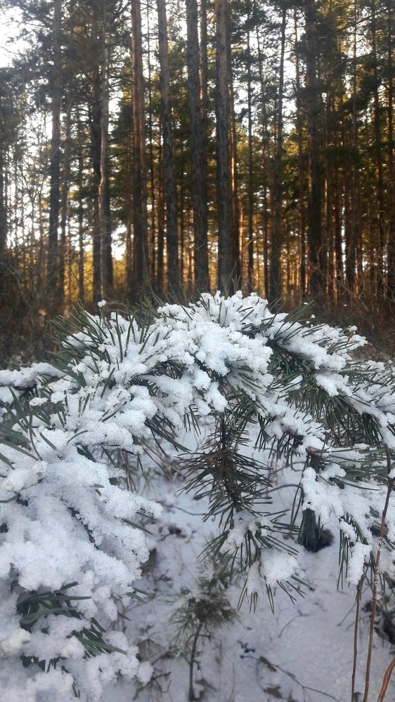 Photograph by Елена Зиновьева