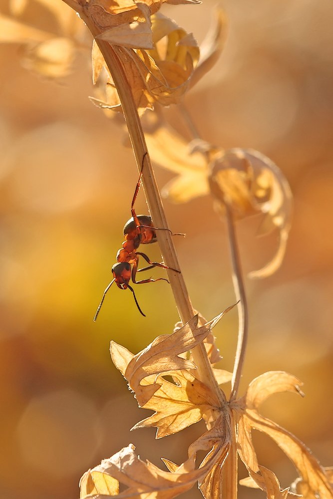 В янтарном блеске