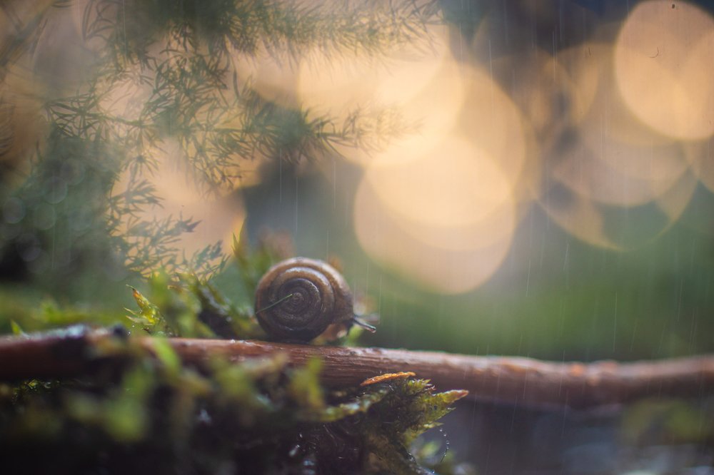 Photograph by Татьяна Пименкова