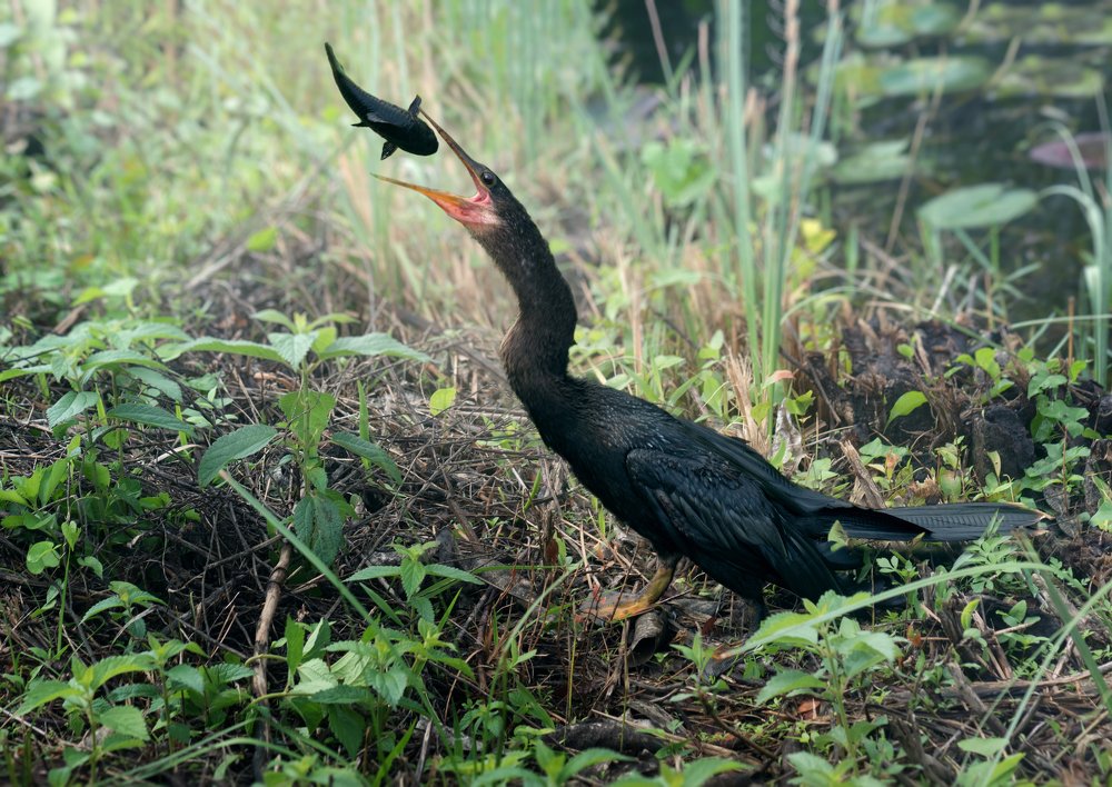 Фотография автора Irina Kozhemyakina